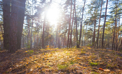 Obraz premium wide spring forest glade in light of sparkle sun, seasonal outdoor forest scene