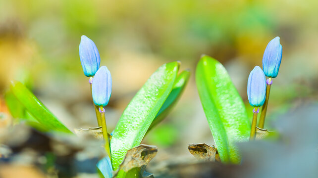 closeup heap of blue snowdrop flowers on the forest glade, spring natural outdoor background
