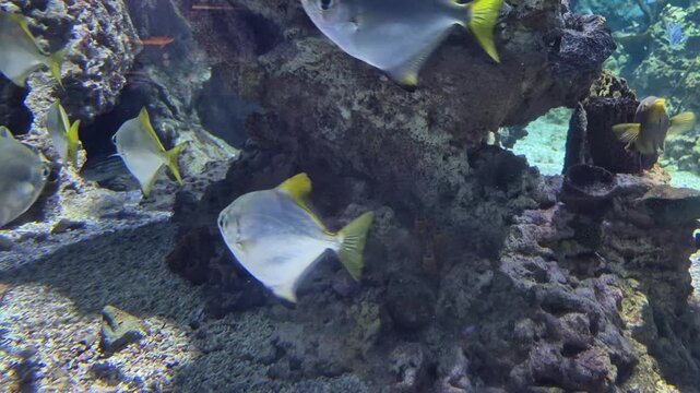 Cinematic close-up of a small school of tropical fish swimming calmly in a coral reef aquarium, suddenly scattering in different directions in a frantic escape behavior, macro underwater 4k 60 fps