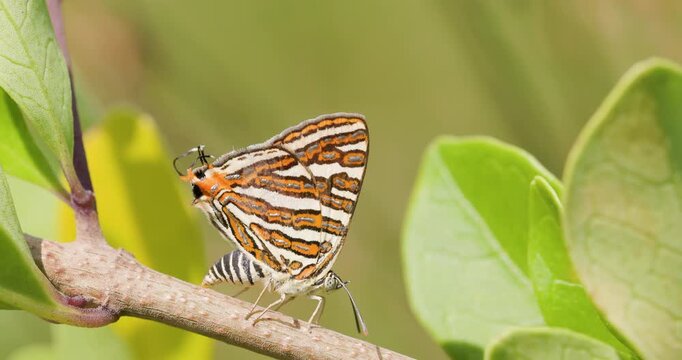 Common Silverline butterfly carefully laying eggs on a host plant during a bright morning and walking ahead