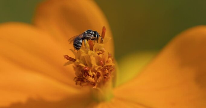 Striped small carpenter bee foraging on an orange cosmos flower for nectar and pollen.
