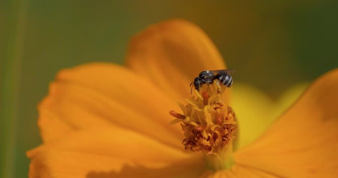 Macro: A striped small carpenter bee drinks nectar from a bright orange cosmos bloom.