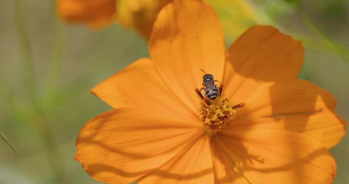 Active striped small carpenter bee harvesting nectar and takes off from a vibrant orange cosmos petal