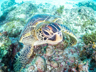 Obraz premium アオウミガメ, ウミガメ科, 英名学名：Green Turtle, Green Sea Turtle, Chelonia mydas, 東京都伊豆諸島式根島-2025 式根島は東京都心から南へ160km。 外周12kmの小さな有人島。 温かい黒潮が当たり水温と水質が高い。 また、リアス式の入り組んだ入り江が多く、海水浴や釣りが盛ん。 温泉島としても有名。海際に多くの無料露天風呂がある。 