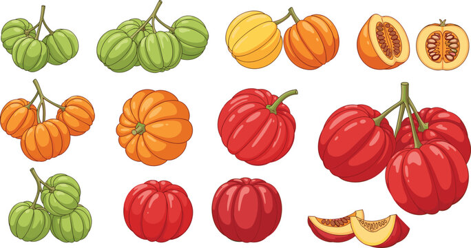 Colorful pumpkin and squash vector set with hand drawn autumn vegetables collection harvest season illustration in vibrant orange red and green tones