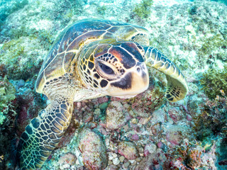 Obraz premium アオウミガメ, ウミガメ科, 英名学名：Green Turtle, Green Sea Turtle, Chelonia mydas, 東京都伊豆諸島式根島-2025 式根島は東京都心から南へ160km。 外周12kmの小さな有人島。 温かい黒潮が当たり水温と水質が高い。 また、リアス式の入り組んだ入り江が多く、海水浴や釣りが盛ん。 温泉島としても有名。海際に多くの無料露天風呂がある。 