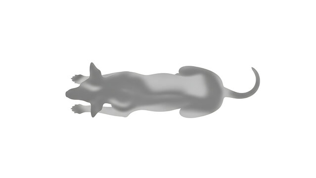 Gray dog lying on side isolated on a transparent background