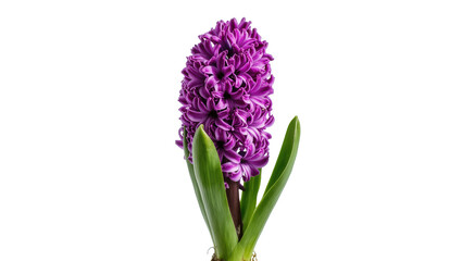 Obraz premium Exquisite purple hyacinth flower in full bloom with vibrant green foliage for springtime