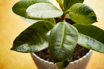 Figowiec, fikus, Ficus L. © Marcin Łazarczyk