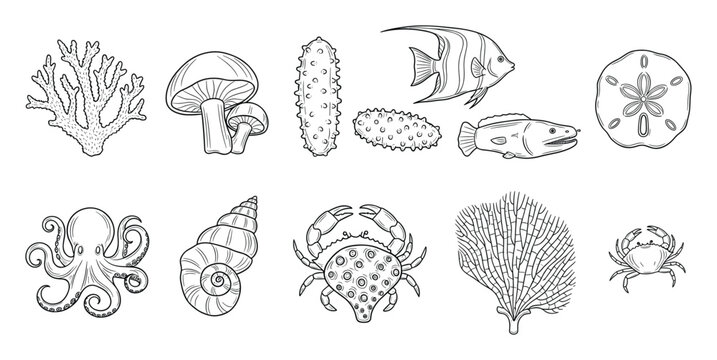Black and white line drawings of various marine animals and fungi perfect for educational resources, nature studies, or oceanthemed graphic projects