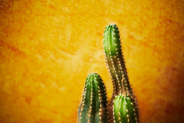 kaktus  © Marcin Łazarczyk