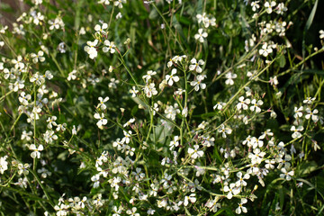 Fototapeta premium Wild Radish (Raphanus Raphanistrum) White Flowers Blooming in Green Meadow in Spring