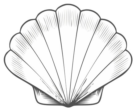 Vintage seashell drawing illustration, coastal icon element graphic design.