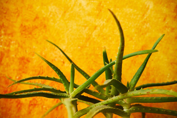 Aloes, Aloe L. © Marcin Łazarczyk