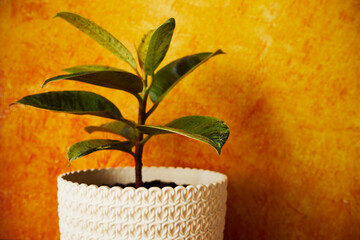 Figowiec, fikus, Ficus L. © Marcin Łazarczyk