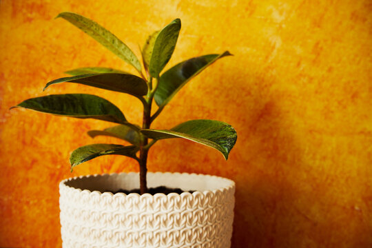 Figowiec, fikus, Ficus L.