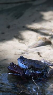 Frogs mating in amplexus at water edge, spring amphibian reproduction. Vertical