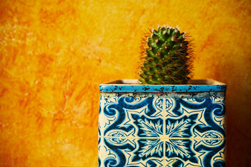 kaktus  © Marcin Łazarczyk