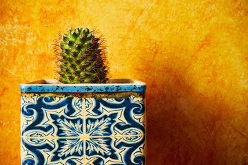 kaktus  © Marcin Łazarczyk