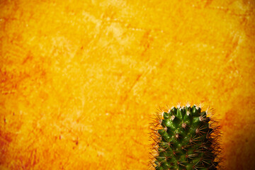 kaktus  © Marcin Łazarczyk