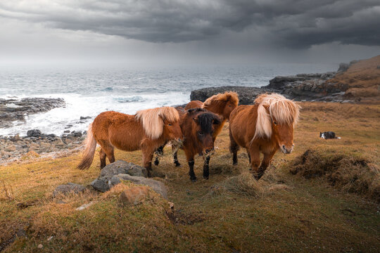 View of a group of brown horses with long manes standing on a grassy cliff by the sea under a stormy sky in the Faroe Islands.