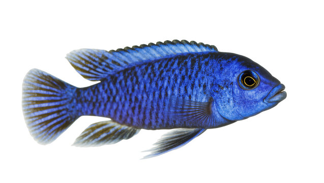Stunning blue cichlid fish swimming gracefully, showcasing its beautiful scales and fins