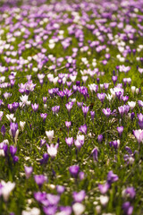 Obraz premium Vivid Crocus Flower Meadow Blossom Macro Close Up Spring 