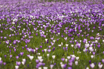 Obraz premium Vivid Crocus Flower Meadow Blossom Macro Close Up Spring 