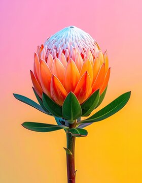 A vibrant Protea flower with striking orange petals and a fuzzy white center.