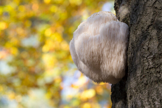Rare Lion's Mane Mushroom (Hericium erinaceus) in the Netherlands