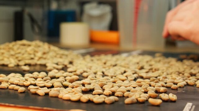 Top manager closely examines coffee beans before confirming batch of raw material. Diligent individual prioritizes maintaining high quality