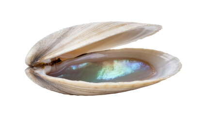 Close-up of an opened bivalve seashell with a stunning iridescent mother-of-pearl interior © Radovan
