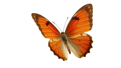 Vibrant orange butterfly with delicate open wings, showcasing beautiful natural patterns © Radovan