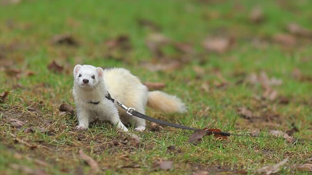Curious Male Ferret on a Leash Exploring a Green City Park