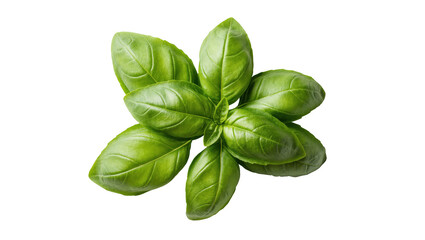 Lush green basil leaves arranged in an aromatic organic cluster, healthy culinary ingredient © Trym