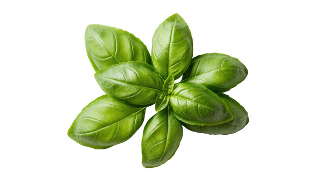 Lush green basil leaves arranged in an aromatic organic cluster, healthy culinary ingredient