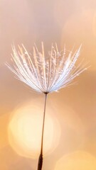 Obraz premium A delicate dandelion seed head adorned with tiny water droplets.