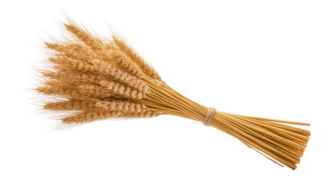 Golden dry wheat ears tied into a rustic bundle, symbolizing harvest and agriculture