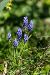 Fototapeta premium Close-up of purple muscari flowers growing among green leaves and grass in a sunlit spring garden, with natural textures and soft background.