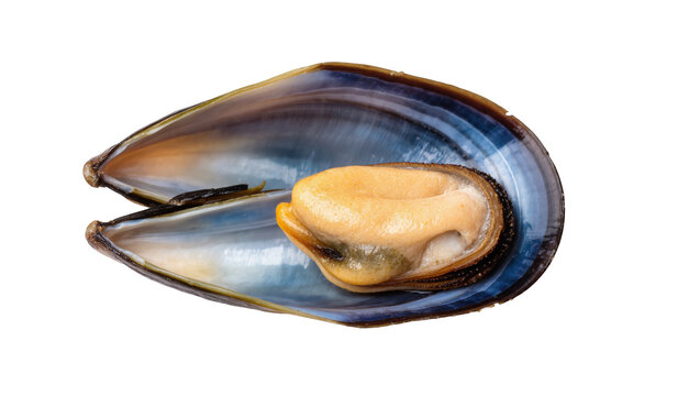 Cooked blue mussel in its open shell revealing the succulent orange meat, fresh seafood