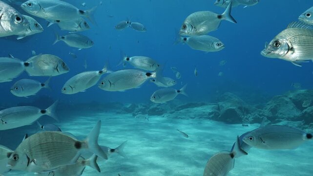 fish scenery underwater underwater mediterranean sea sun shine relaxing ocean scenery sea breams