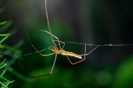 Long-jawed orb weaver spider resting on web