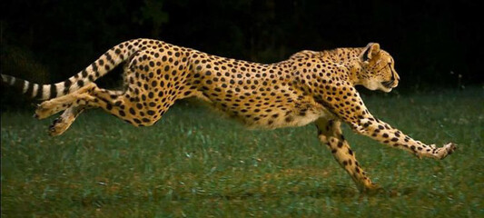Cheetah running photography in national park Africa © Malik