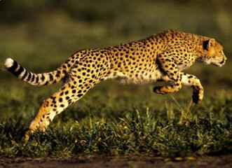 cheetah on the ground running photography  © Malik
