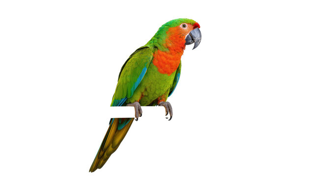 Stunning exotic macaw with brilliant green and orange feathers perched on a sturdy branch