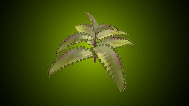 Bryophyllum anatomy plant. 3d illustrations