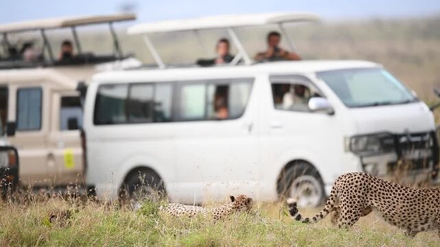 Tourists on tour van while on African safari watching Cheetahs in the wild.
