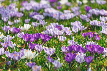 Fototapeta premium Crocus flowers densely blooming in grassy spring meadow field