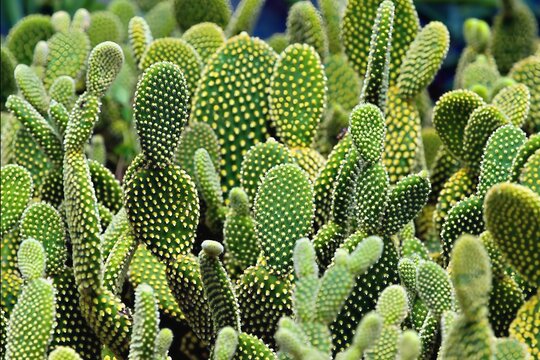 Dense growth of Polka-dot cactus or Honey Bunny cactus in a garden.