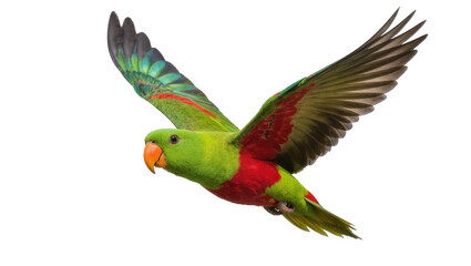 Majestic vibrant green and red parrot in full flight with orange beak and spread wings © Trym